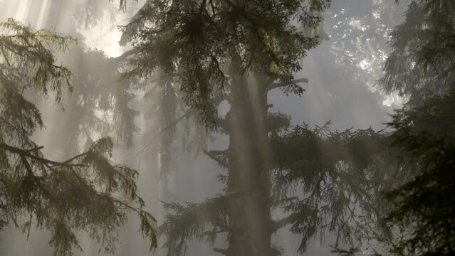 Scenic Redwood Rain Forest Covered by Morning Fog