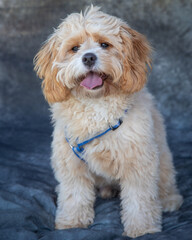 Cocker Spaniel sits on floor in a studio with grey background