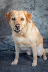 Labrador Retriever sits on floor in a studio with grey background