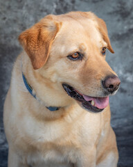 Labrador Retriever sits on floor in a studio with grey background