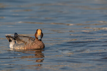 Young Eurasian Wigeon (Mareca penelope) swimming in the sea