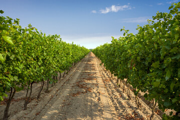 Vineyard in summer