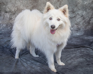 American Eskimo Dog sits on floor in a studio with grey background