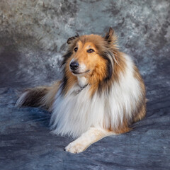 Rough Collie sits on floor in a studio with grey background