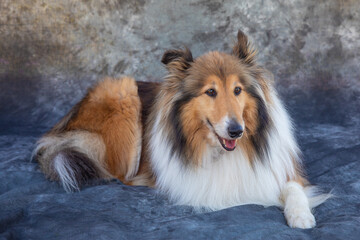 Rough Collie sits on floor in a studio with grey background