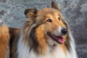 Rough Collie sits on floor in a studio with grey background