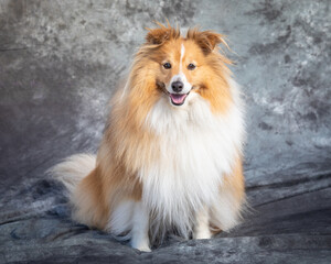 Shetland Sheep Dog sits on floor in a studio with grey background
