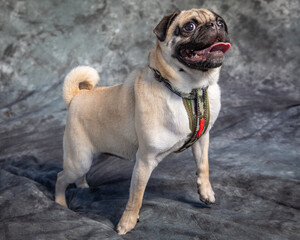  Pug sits on floor with grey background