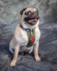  Pug sits on floor with grey background