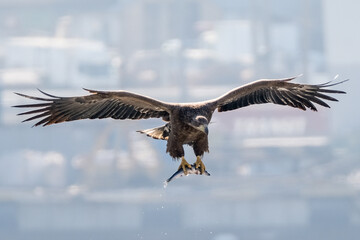 eagle