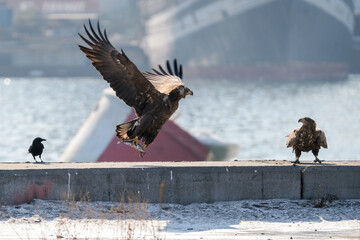 eagle