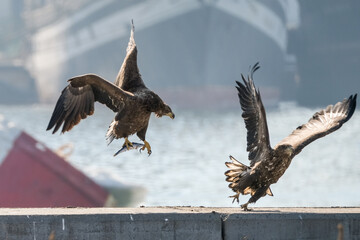 eagle