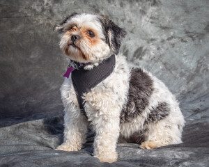 Shih Tzu sits on floor with grey background