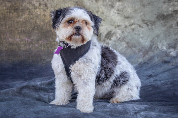 Shih Tzu sits on floor with grey background