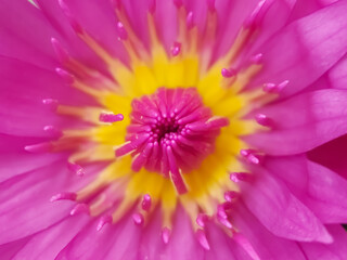Close-up photo of a pink lotus blooming.