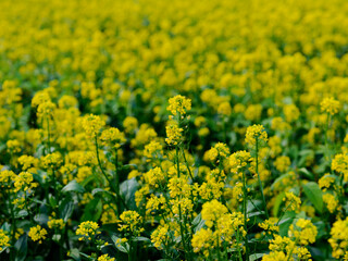 Obraz premium field of yellow rapeseed