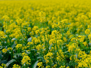 Obraz premium field of yellow rapeseed