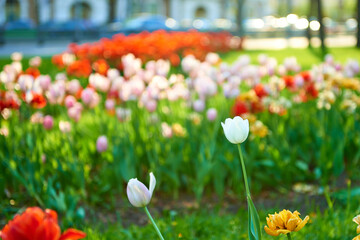 Fototapeta premium A flower bed of tulips in the city park