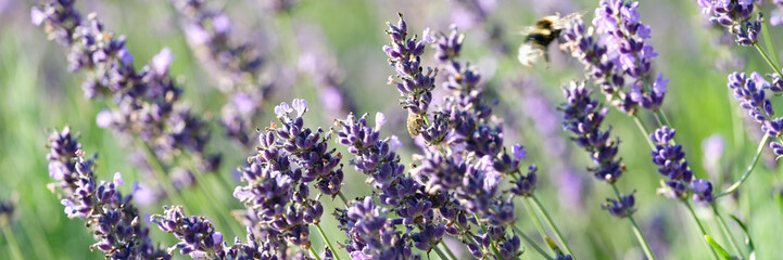 Beautiful summer field with lavender flowers closeup