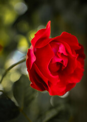 Red Roses are very famous for love signs, especially on valentines day. Purpose your loved one with the rose! 