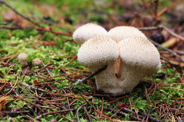 Common puffball - edible mushroom