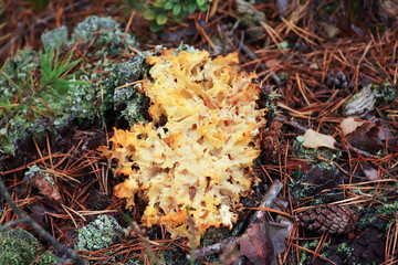 Sparassis crispa sometimes called cauliflower fungus