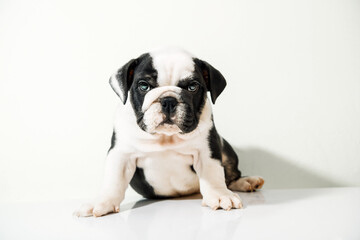 English Bully or Bulldog puppy with black and white fur stands isolated on a light background.