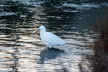 great white egret