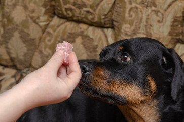 A female hand holds a small piece of raw meat in front of a blac