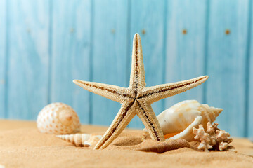 sea star and shells on the sand