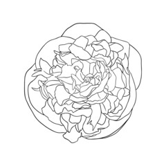 Hand-drawn peony flower illustration. Botanical line drawing of summer florals. Garden peony bud line art. Floral outline on white background.