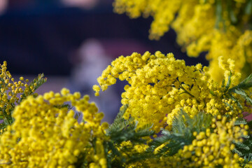 Bouquet of Golden Wattle Flower (Acacia pycnantha, Mimosa tree) in January,Italy.Spring time.Ecology.