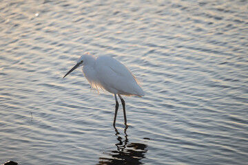 great blue heron ardea cinerea