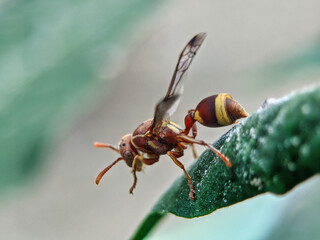 Paper wasps on green leaf