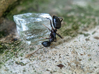 Black ant on a leaf eating sugar