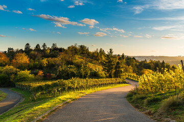 Naklejka premium Germany, Curved way through vineyard nature landscape agriculture producing famous wine at sunset in warm light
