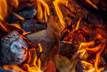 The flame of maple leaves burning in the stove