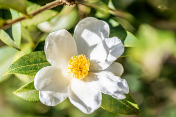 Camellia seeds blooming in autumn and winter
