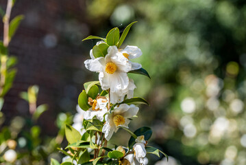 Camellia seeds blooming in autumn and winter
