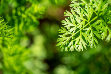 Emerald green carrot leaves background