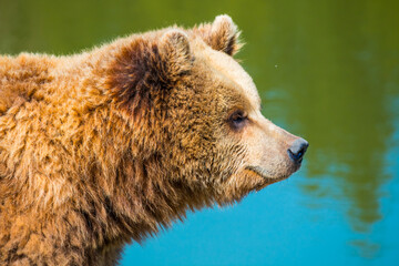 Happy bear in front of a lake. Head of lucky bear.