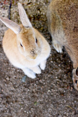 野生のうさぎの写真（日本　広島　大久野島）