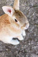 野生のうさぎの写真（日本　広島　大久野島）
