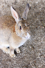 野生のうさぎの写真（日本　広島　大久野島）