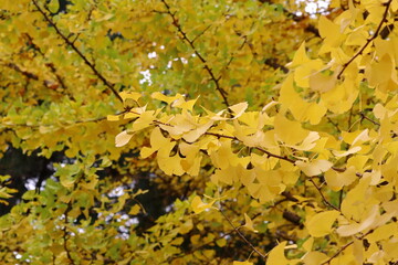 秋のイチョウ並木