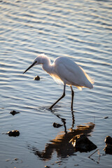 great blue heron ardea cinerea