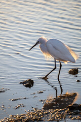 great blue heron ardea cinerea