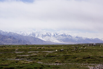 新疆ウイグル自治区・タシュクルガンの湿地帯