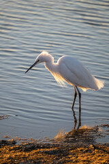 great blue heron ardea cinerea