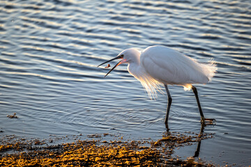 Egret eating a fish
